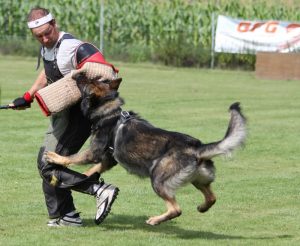 Hundesporttraining